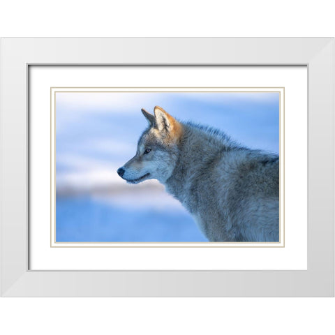 A Vigilant Wolf White Modern Wood Framed Art Print with Double Matting by Z, Bingo