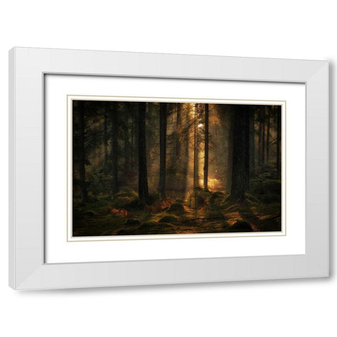 The Light In The Forest White Modern Wood Framed Art Print with Double Matting by Wallberg, Allan