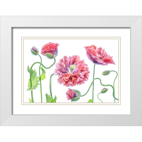 Fancy White Modern Wood Framed Art Print with Double Matting by Disher, Mandy