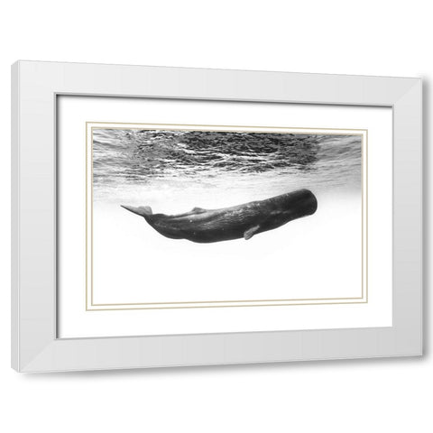 Sperm Whale White Modern Wood Framed Art Print with Double Matting by Gabriel, Barathieu