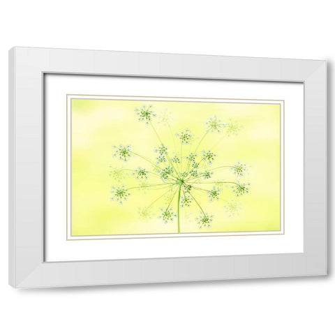 Queen AnneS Lace White Modern Wood Framed Art Print with Double Matting by Parker, Jacky