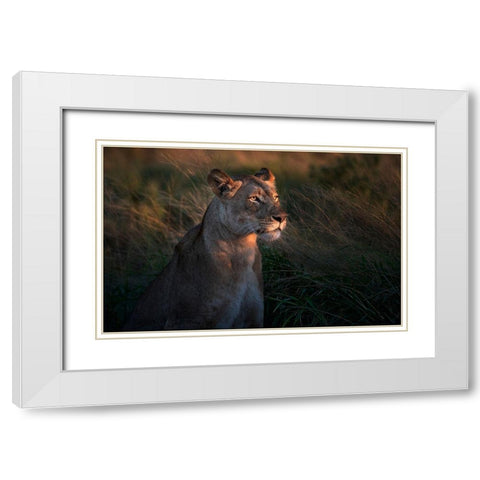 Lioness At First Day Ligth White Modern Wood Framed Art Print with Double Matting by Ortega, Xavier