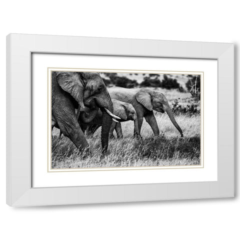 Elephant Family White Modern Wood Framed Art Print with Double Matting by Vidak, Vedran