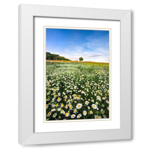Daisyfield In Sweden White Modern Wood Framed Art Print with Double Matting by Lindsten, Christian