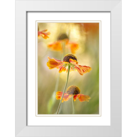 Helenium White Modern Wood Framed Art Print with Double Matting by Disher, Mandy