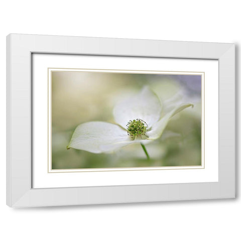 Cornus Kousa Miss Satomi White Modern Wood Framed Art Print with Double Matting by Parker, Jacky