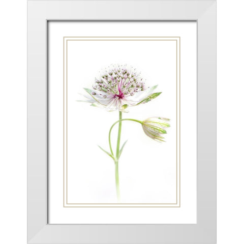 Simply Astrantia White Modern Wood Framed Art Print with Double Matting by Parker, Jacky