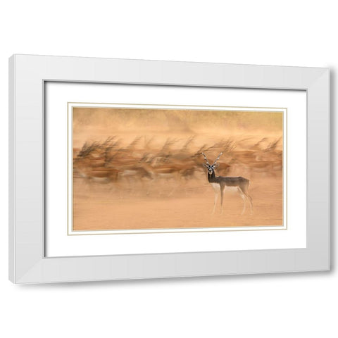 Black Bucks White Modern Wood Framed Art Print with Double Matting by Nayyer Reza, Sayyed