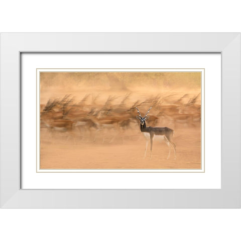 Black Bucks White Modern Wood Framed Art Print with Double Matting by Nayyer Reza, Sayyed