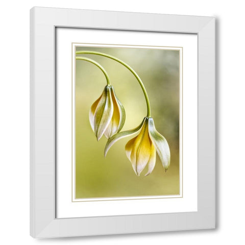 Tulipa White Modern Wood Framed Art Print with Double Matting by Disher, Mandy