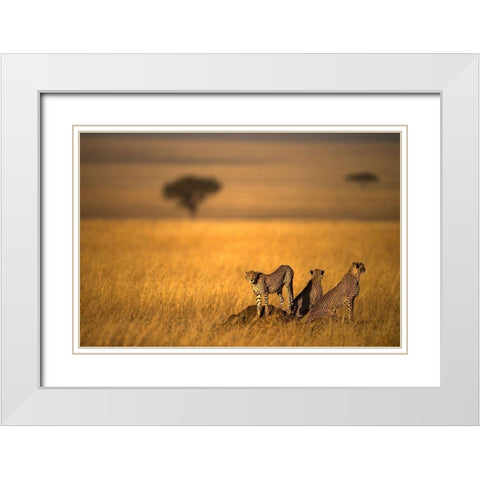 Landsape Of Cheetah White Modern Wood Framed Art Print with Double Matting by Al Qazwini, Bahaadeen