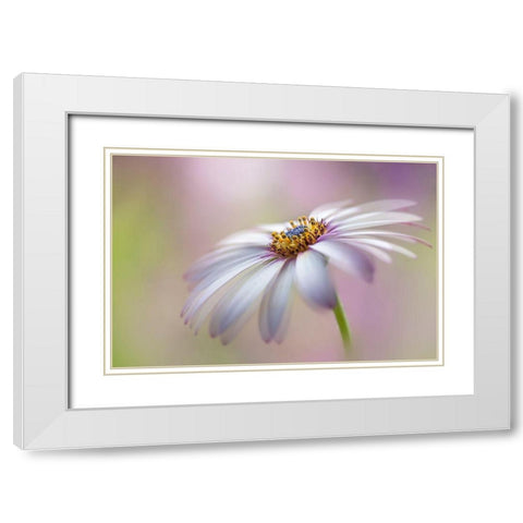 Cape Daisy White Modern Wood Framed Art Print with Double Matting by Parker, Jacky