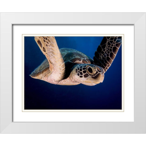 Encounter Of The Turtle Kind White Modern Wood Framed Art Print with Double Matting by Ben Tov, Ilan