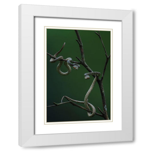 Hon Son Pit Viper White Modern Wood Framed Art Print with Double Matting by Tan Phat, Dao