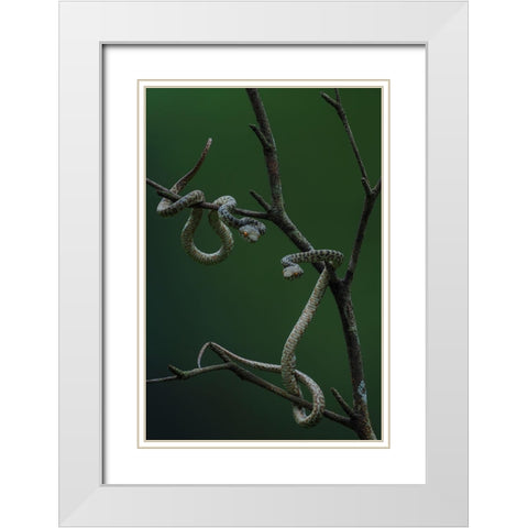 Hon Son Pit Viper White Modern Wood Framed Art Print with Double Matting by Tan Phat, Dao