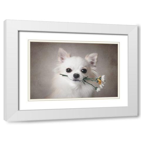 Chihuahua With Flowers White Modern Wood Framed Art Print with Double Matting by Lienjp