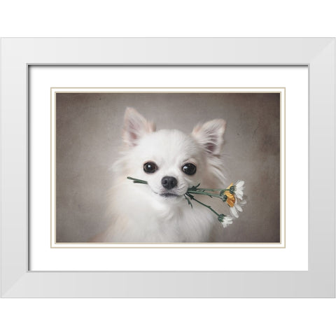 Chihuahua With Flowers White Modern Wood Framed Art Print with Double Matting by Lienjp