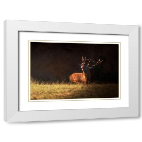 The Deers Zeal White Modern Wood Framed Art Print with Double Matting by Saavedra Ruiz, Sergio