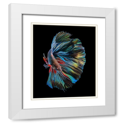 The  Betta Fish White Modern Wood Framed Art Print with Double Matting by Halil, Andi