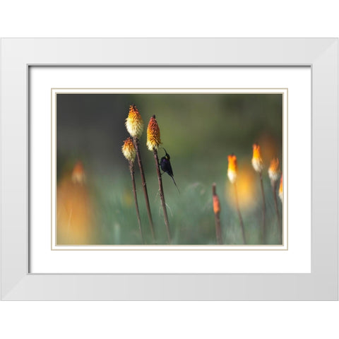 Tacazze Sunbird White Modern Wood Framed Art Print with Double Matting by Marchegiani, Roberto