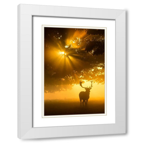 Mist On Tree Cant Stop Sunshine White Modern Wood Framed Art Print with Double Matting by Uddin, Kutub