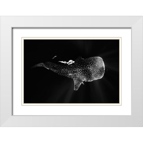 Black And Whale Shark White Modern Wood Framed Art Print with Double Matting by Gabriel, Barathieu