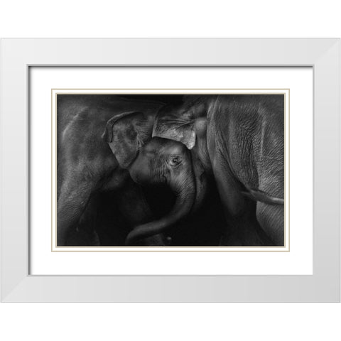 Elephant 2 White Modern Wood Framed Art Print with Double Matting by Ceriali, Claudio