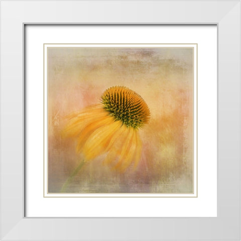 Echinacea In Yellow White Modern Wood Framed Art Print with Double Matting by Gray, Gaille