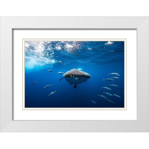 Whale Shark Escorted By A School Of Bonito White Modern Wood Framed Art Print with Double Matting by Gabriel, Barathieu