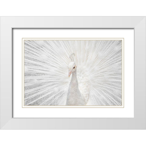 Splendid Whitie White Modern Wood Framed Art Print with Double Matting by Fegari