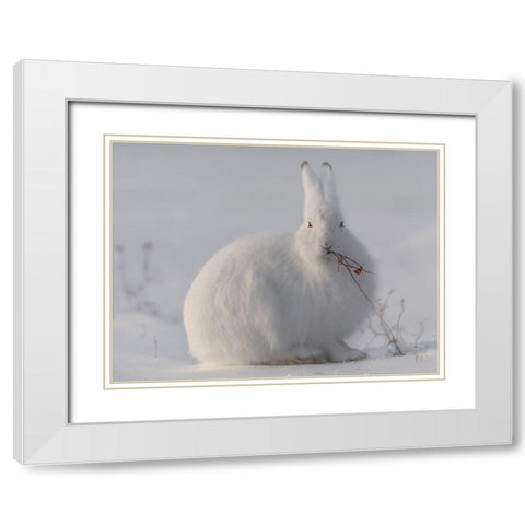Wild Arctic Hare White Modern Wood Framed Art Print with Double Matting by Marchegiani, Roberto