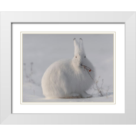 Wild Arctic Hare White Modern Wood Framed Art Print with Double Matting by Marchegiani, Roberto