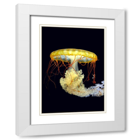 *** White Modern Wood Framed Art Print with Double Matting by Fyb