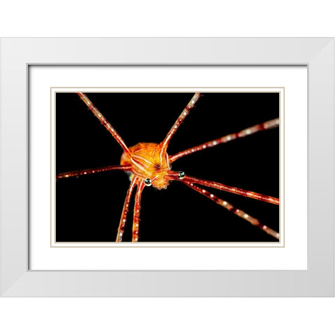 Spider Squat Lobster White Modern Wood Framed Art Print with Double Matting by Gabriel, Barathieu