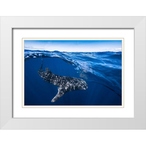 Whale Shark On Split Level White Modern Wood Framed Art Print with Double Matting by Gabriel, Barathieu