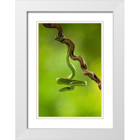 Side-Striped Palm Pitviper White Modern Wood Framed Art Print with Double Matting by Zygmunt, Milan