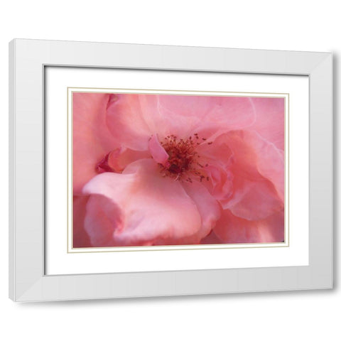 Lovely Pink White Modern Wood Framed Art Print with Double Matting by Petrovic, Snezana