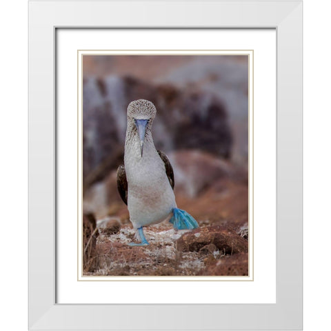 Blue-Footed Booby White Modern Wood Framed Art Print with Double Matting by And Wei, Siyu