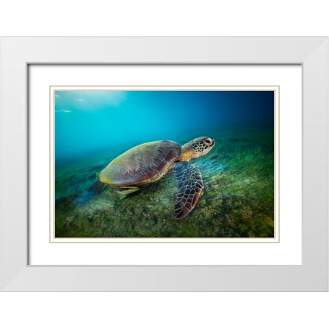 Green Turtle White Modern Wood Framed Art Print with Double Matting by Gabriel, Barathieu