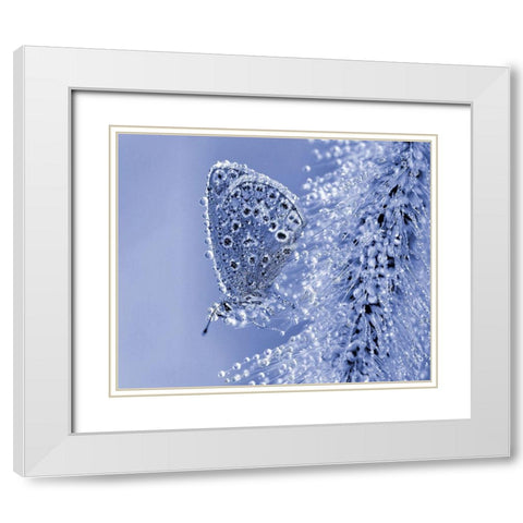 Christmas Butterfly... White Modern Wood Framed Art Print with Double Matting by Dufour, Thierry