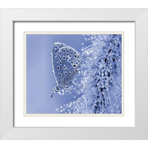 Christmas Butterfly... White Modern Wood Framed Art Print with Double Matting by Dufour, Thierry