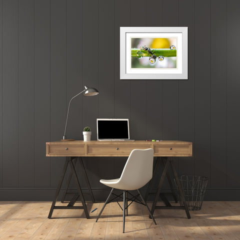 The Ant Between The Drops White Modern Wood Framed Art Print with Double Matting by Caleffi, Emanuele
