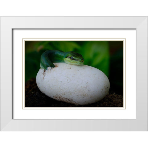 Gonyosoma Oxycephalum Hatching White Modern Wood Framed Art Print with Double Matting by Tan Phat, Dao