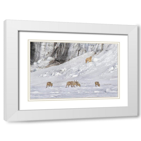 A Polar Bear Looking Down At Four Reindeer White Modern Wood Framed Art Print with Double Matting by And Wei, Siyu