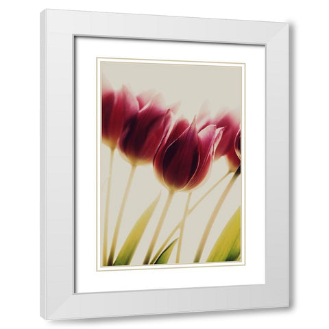 Tulips White Modern Wood Framed Art Print with Double Matting by Philippin-Lipscomb, Rosalinde