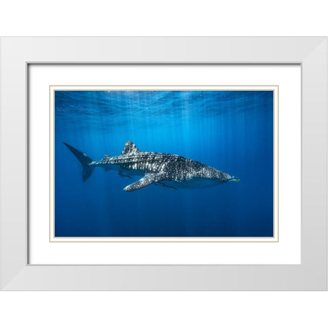 Whale Shark In The Blue White Modern Wood Framed Art Print with Double Matting by Gabriel, Barathieu