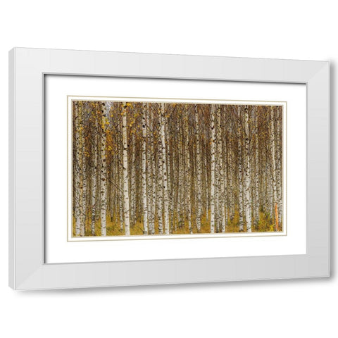 Birches White Modern Wood Framed Art Print with Double Matting by Gustafsson, Torbjorn