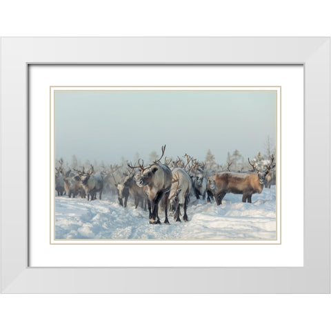 Reindeers White Modern Wood Framed Art Print with Double Matting by Minar, Patrik
