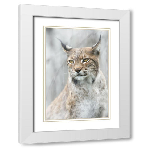 Lynx Portrait In The Fog White Modern Wood Framed Art Print with Double Matting by Pascual Buye, Santiago