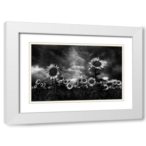 Sunflowers White Modern Wood Framed Art Print with Double Matting by Osuna, Fran